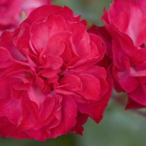 2 gallon - Mystic Fairy® Rose (ROSE E.E. MYSTIC FAIRY) - 2 gallon - 2 gallon