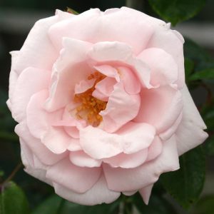 2 gallon - New Dawn Climbing Rose (ROSE CL. NEW DAWN) - 2 gallon - 2 gallon