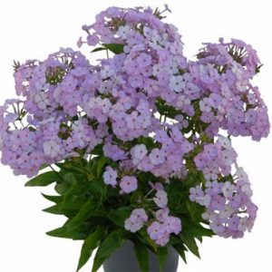 1 gallon - 'Opening Act Blush' Phlox (PHLOX PAN. OPENING ACT BLUSH) - 1 gallon - 1 gallon