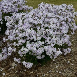 1 gallon - 'Opening Act Pink-a-Dot' Hybrid Phlox (PHLOX PAN. OPENING ACT PINK A DOT) - 1 gallon - 1 gallon
