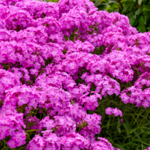1 gallon - 'Opening Act Ultrapink' Hybrid Phlox (PHLOX PAN. OPENING ACT ULTRAPINK) - 1 gallon - 1 gallon