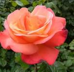 2 gallon - Orange Glow™ Knock Out® (ROSE K.O. ORANGE GLOW) - 2 gallon - 2 gallon