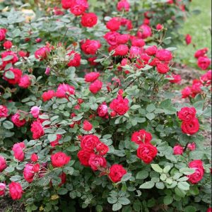 2 gallon - Oso Easy Double Red® Rose (ROSE OSO EASY DOUBLE RED) - 2 gallon - 2 gallon
