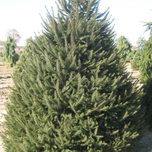 PICEA ABIES  G2 15"