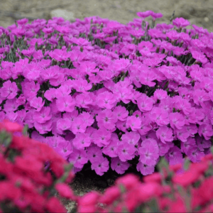 1 gallon - 'Paint the Town Fuchsia' Pinks (DIANTHUS PAINT THE TOWN FUCHSIA) - 1 gallon - 1 gallon