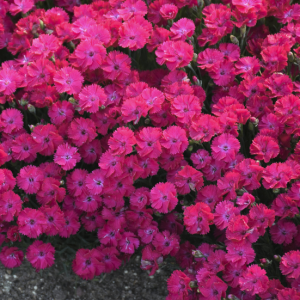 1 gallon - 'Paint the Town Red' Pinks (DIANTHUS PAINT THE TOWN RED) - 1 gallon - 1 gallon