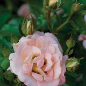 1 gallon - Peach Drift® Rose (ROSE DRIFT PEACH) - 1 gallon - 1 gallon