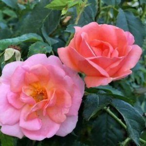 1 gallon - Peachy Knock Out® Rose (ROSE K.O. PEACHY KNOCKOUT) - 1 gallon - 1 gallon