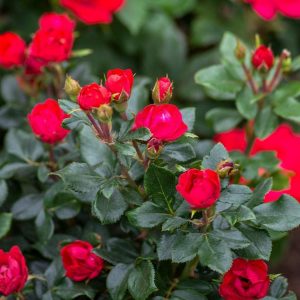 1.5 gallon - Petite Knock Out® Rose  (ROSE K.O. PETITE) - 1.5 gallon - 1.5 gallon