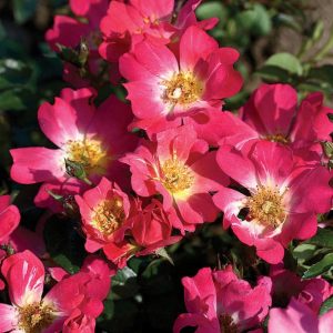 2 gallon - Pink Drift® Rose (ROSE DRIFT PINK) - 2 gallon - 2 gallon