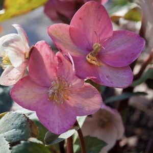 1 gallon -  Pink Frost Lenten Rose (HELLEBORUS PINK FROST) - 1 gallon - 1 gallon