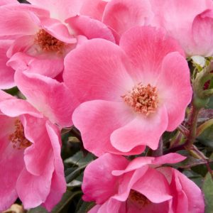 1 gallon - Pink Knock Out® Rose (ROSE K.O. PINK KNOCKOUT) - 1 gallon - 1 gallon