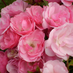 2 gallon - Pinktopia Rose (ROSE E.E. PINKTOPIA) - 2 gallon - 2 gallon