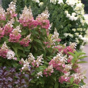 1 gallon - Pinky Winky® Panicle Hydrangea (HYDRANGEA P PINKY WINKY) - 1 gallon - 1 gallon