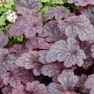 1 gallon - Plum Pudding™ Coral Bells (HEUCHERA PLUM PUDDING) - 1 gallon - 1 gallon