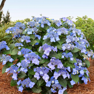 8" - Pop Star® Reblooming Hydrangea (HYDRANGEA M. POP STAR) - 8" - 8"