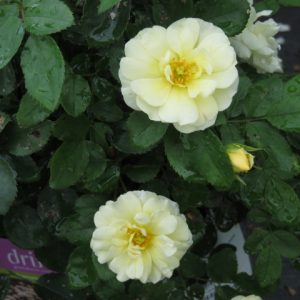 1 gallon - Popcorn Drift® Rose (ROSE DRIFT POPCORN) - 1 gallon - 1 gallon