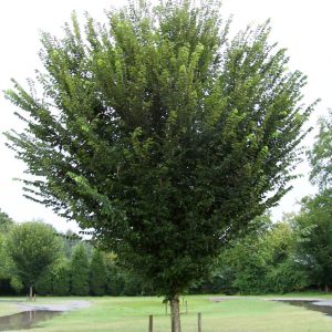 3 gallon - Princeton American Elm (ULMUS A. PRINCETON) - 3 gallon - 3 gallon
