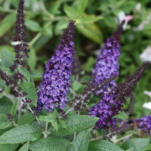 2 gallon - Pugster Blue® Butterfly Bush
 (BUDDLEIA PUGSTER BLUE) - 2 gallon - 2 gallon
