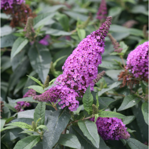 1 gallon - Pugster Periwinkle® Butterfly Bush (BUDDLEIA PUGSTER PERIWINKLE) - 1 gallon - 1 gallon