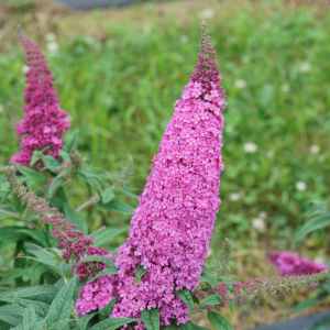 1 gallon - Pugster Pinker® Butterfly Bush (BUDDLEIA PUGSTER PINKER) - 1 gallon - 1 gallon