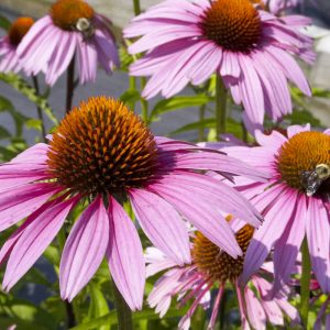 3QT - Purple Coneflower (ECHINACEA PURPUREA MAGNUS) - 3QT - 3QT