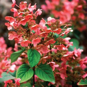 1 gallon - Quick Fire® Panicle Hydrangea (HYDRANGEA P QUICK FIRE) - 1 gallon - 1 gallon
