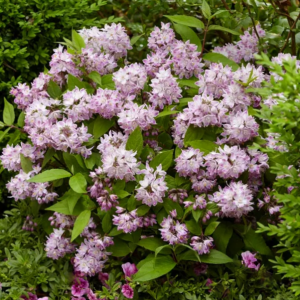 2 gallon - Raspberry Sundae Deutzia (DEUTZIA RASPBERRY SUNDAE) - 2 gallon - 2 gallon