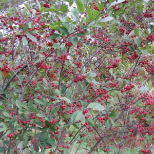 Red Chokeberry (ARONIA ARB. BRILLIANTISSIMA)