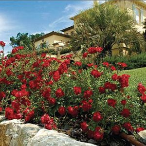 1 gallon - Red Drift® Rose (ROSE DRIFT RED) - 1 gallon - 1 gallon