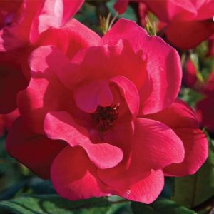 1 gallon - Red Knock Out® Rose (ROSE K.O. KNOCKOUT) - 1 gallon - 1 gallon