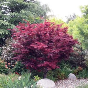 2 gallon 24-30" - Red Leaf Japanese Maple (ACER PA. ATROPURPUREA) - 2 gallon 24-30" - 2 gallon 24-30"