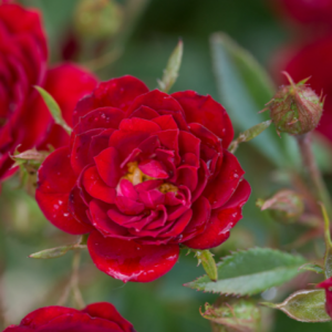 2 gallon - Rose Chi™ (ROSE E.E. CHI) - 2 gallon - 2 gallon