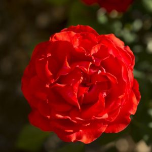 2 gallon - Rose True Passion (ROSE H. DOUBLE 10) - 2 gallon - 2 gallon