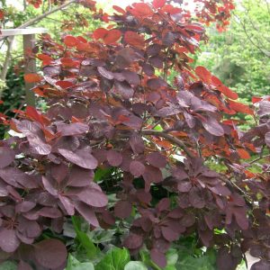 Royal Purple Smokebush (COTINUS COG. ROYAL PURPLE)