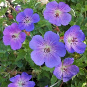 1 gallon - Rozanne™ Cranebill (GERANIUM ROZANNE) - 1 gallon - 1 gallon
