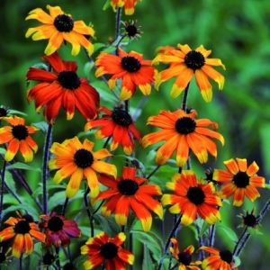 1 gallon - Rudbeckia Prairie Glow (Rudbeckia T. Prairie Glow) - 1 gallon - 1 gallon