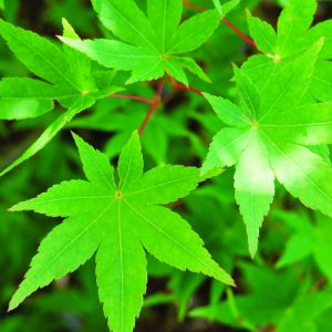 3 gallon - Ryusen Japanese Maple (ACER PA. RYUSEN) - 3 gallon - 3 gallon