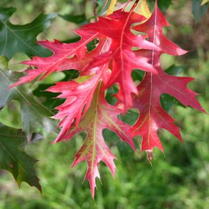 3 gallon - Scarlet Oak (QUERCUS COCCINEA) - 3 gallon - 3 gallon