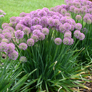 1 gallon - 'Serendipity' Ornamental Onion (ALLIUM SERENDIPITY) - 1 gallon - 1 gallon