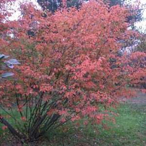 Serviceberry (AMEL. CANADENSIS)