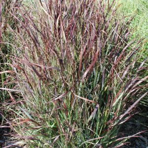 3 gallon - Shenandoah Switch Grass (GRASS - PA. SHENANDOAH) - 3 gallon - 3 gallon