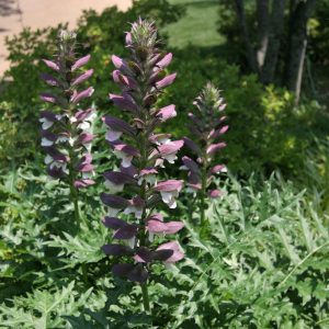 1 gallon - Spiny Bear’s Breeches (ACANTHUS SPINOSUS) - 1 gallon - 1 gallon