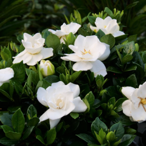 3 gallon - Steady as She Goes® (GARDENIA STEADY AS SHE GOES) - 3 gallon - 3 gallon