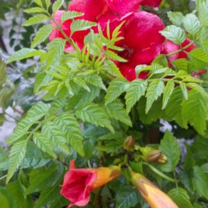 Summer Jazz™ Fire Trumpet Vine (CAMPSIS SUMMER JAZZ FIRE)