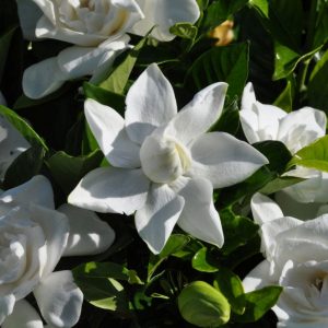 1 gallon - Summer Snow® Gardenia (GARDENIA JAS. SUMMER SNOW) - 1 gallon - 1 gallon