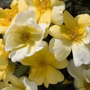 1 gallon - Sunny Knock Out® Rose (ROSE K.O. SUNNY KNOCKOUT) - 1 gallon - 1 gallon