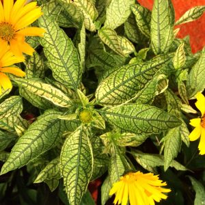 1 gallon - Sunstruck False Sunflower (HELIOPSIS H. SUNSTRUCK) - 1 gallon - 1 gallon