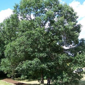 3 gallon - Swamp White Oak (QUERCUS BICOLOR) - 3 gallon - 3 gallon