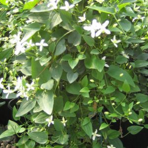 1 gallon - Sweet Autumn Clematis (CLEMATIS PANICULATA) - 1 gallon - 1 gallon
